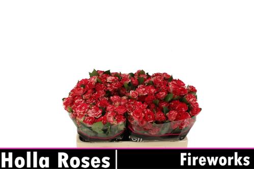 Rosa tros Fireworks