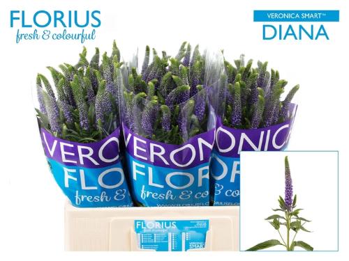 Veronica Clea Diana