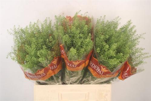Thlaspi Green Bell