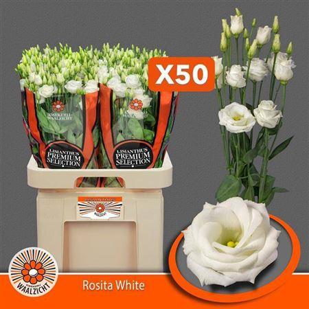 Eustoma russellianum gevuldbloemig 'Rosita White'
