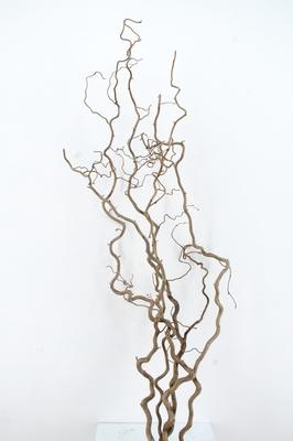 Corylus avellana 'Contorta'
