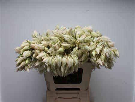 Serruria florida Pretty N White