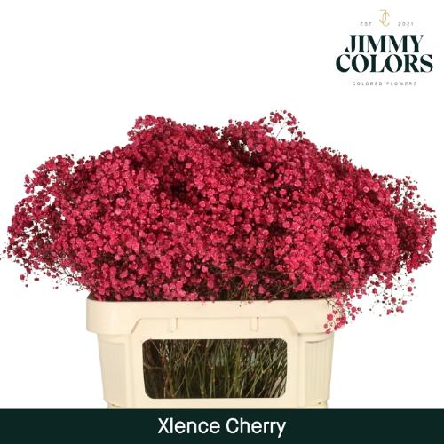 Gypsophila overig kleurbehandeld H%