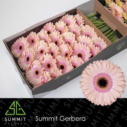 Gerbera grootbloemig 'Alliance'