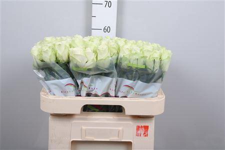 Rosa grootbloemig Athena