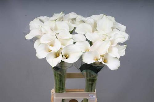 Zantedeschia 'Captain Ventura'