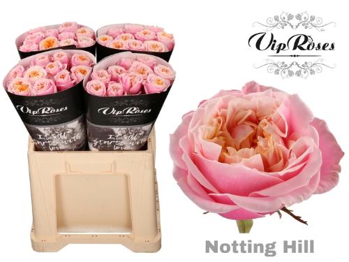 Rosa grootbloemig Notting Hill