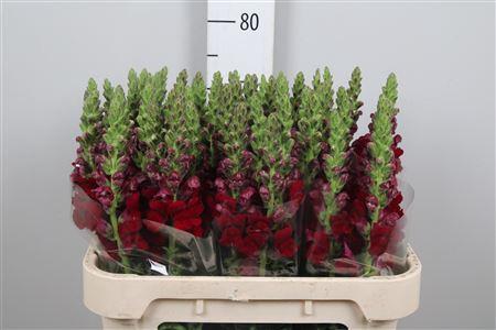 Antirrhinum majus 'Potomac Red'