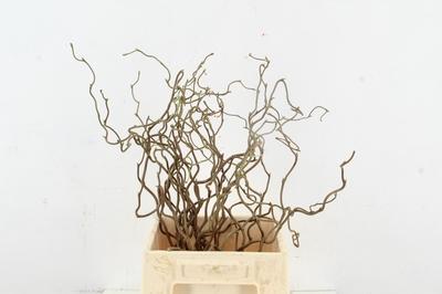 Corylus avellana 'Contorta'