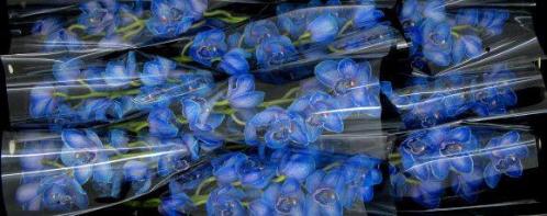 Cymbidium grootbloemig per tak kleurbehandeld H%