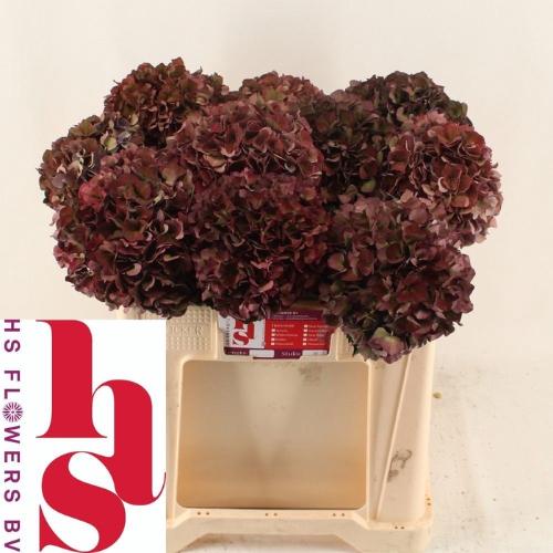 Hydrangea macrophylla Magical Pink Ruby (classic)