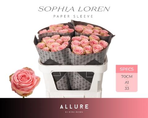 Rosa grootbloemig Sophia Loren