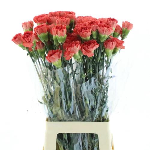 Dianthus standaard Orange Magic