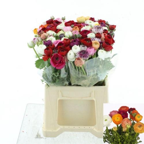 Ranunculus gemengd in bos