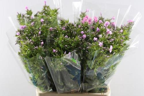 Phlox Paniculata Grp 'Sweet Lexy'