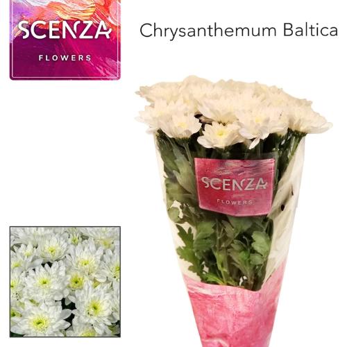 Chrysanthemum Indicum Grp tros kas Baltica