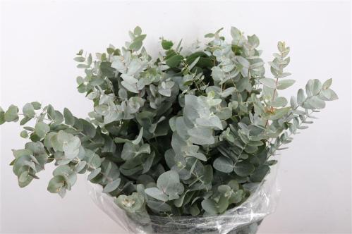 Eucalyptus per bos cinerea