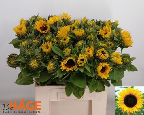 Helianthus annuus 'Sunrich Orange'