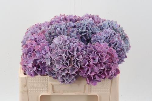 Hydrangea macrophylla Magical Sweet Ruby
