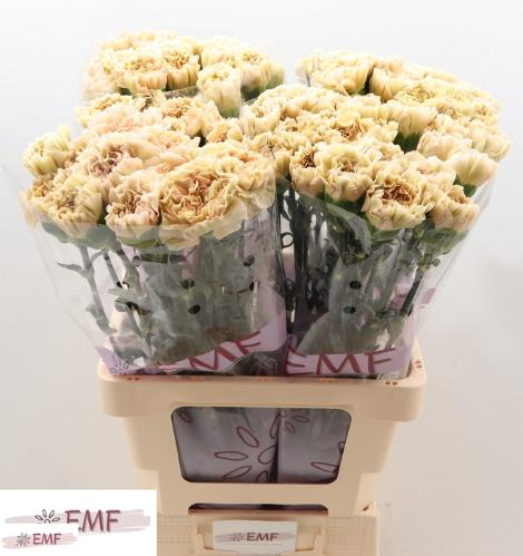 Dianthus standaard 'Lege Marrone'