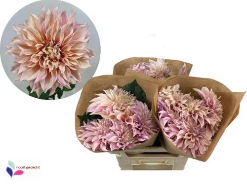 Dahlia Decor Grp 'Café au Lait'