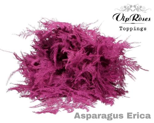 Asparagus overig kleurbehandeld H%