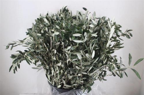 Olea europaea per bos
