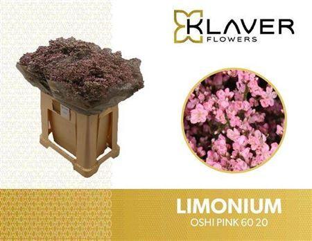 Limonium Safora Oshi Pink