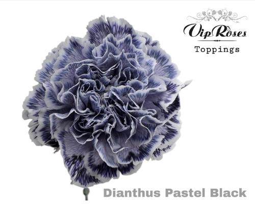 Dianthus standaard kleurbehandeld H%