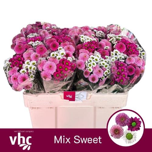 Chrysanthemum Indicum Grp tros santini gemengd