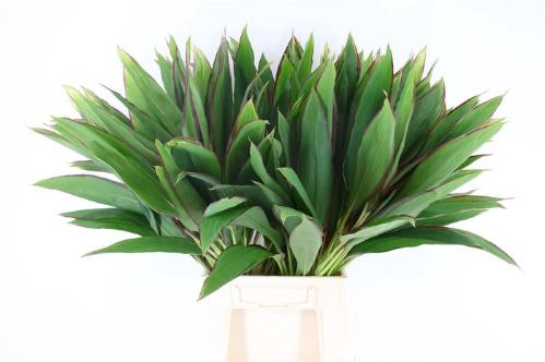 Decoratiegroen groot blad