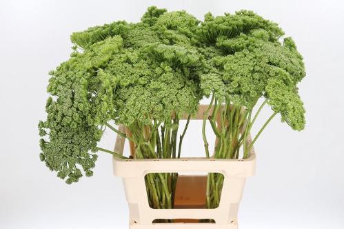 Ammi visnaga 'Green Mist'