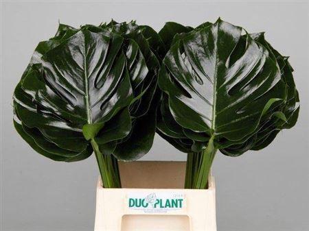 Monstera (blad)