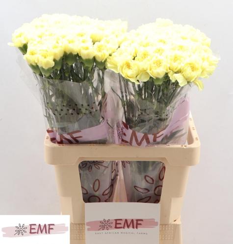 Dianthus standaard Kiro