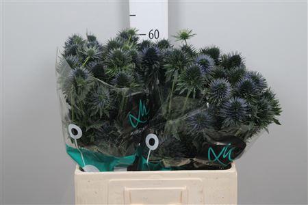 Eryngium alpinum 'Scorpius Questar'