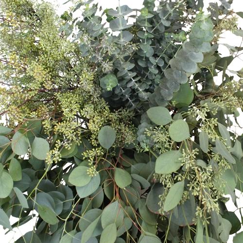 Eucalyptus per bos gemengd