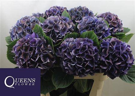Hydrangea macrophylla Royal King (classic)