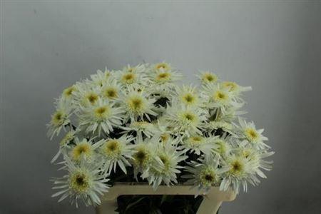 Leucanthemum Superbum Grp 'Wirral Supreme'