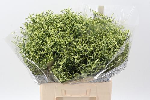 Limonium sinense China Lemon