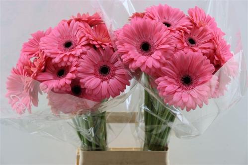 Gerbera grootbloemig Joyride