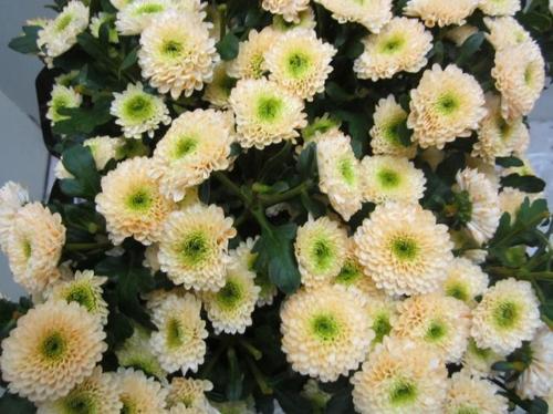 Chrysanthemum Indicum Grp tros kas kleurbehandeld H%