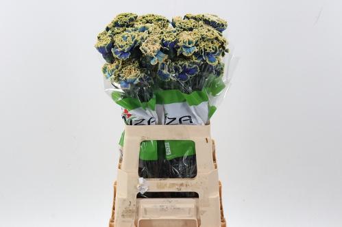 Dianthus standaard kleurbehandeld H%