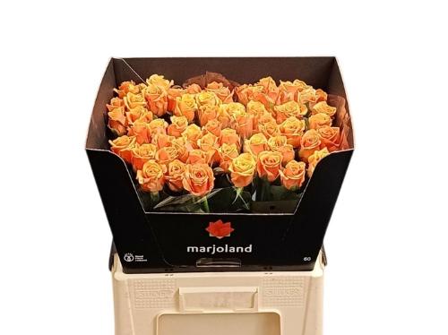 Rosa grootbloemig Novi!