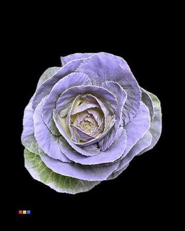 Brassica oleracea kleurbehandeld H%