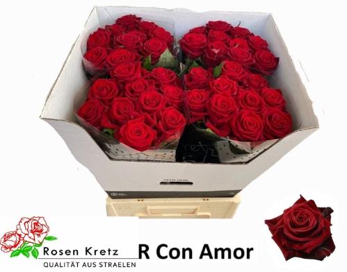 Rosa grootbloemig Con Amore
