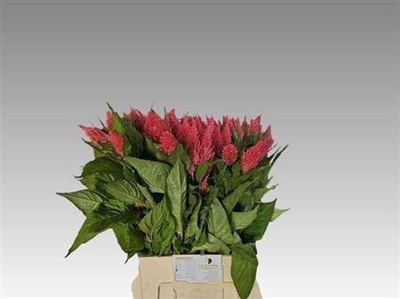 Celosia Plumosa Grp 'Cynthia Rose'