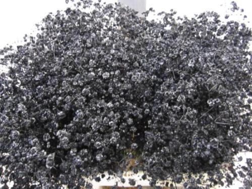 Gypsophila overig kleurbehandeld H%