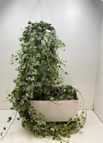 Hedera helix 'Eva'