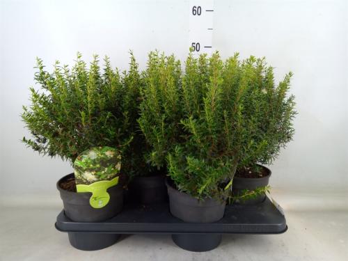Myrtus communis