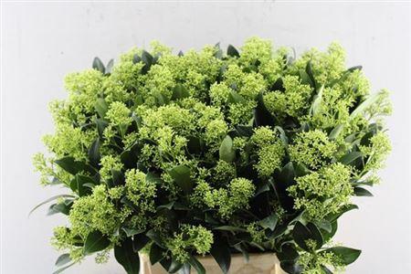 Skimmia japonica 'Frank White' per bos